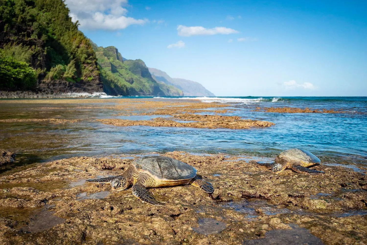 Kapaa Shore A201 Wailua  Daire Wailua (Kauai)